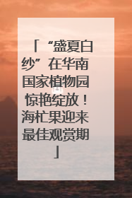 “盛夏白纱”在华南国家植物园惊艳绽放！海杧果迎来最佳观赏期