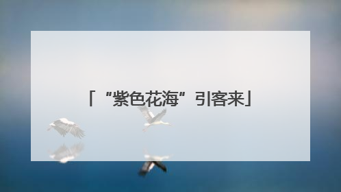 “紫色花海”引客来