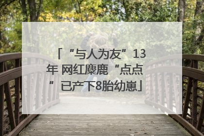 “与人为友”13年 网红麋鹿“点点”已产下8胎幼崽