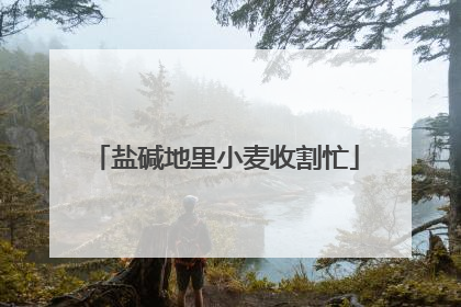 盐碱地里小麦收割忙