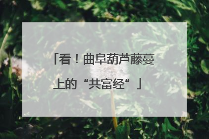 看！曲阜葫芦藤蔓上的“共富经”