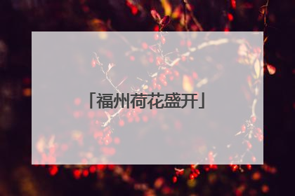 福州荷花盛开