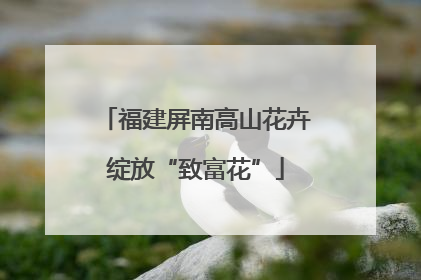 福建屏南高山花卉绽放“致富花”