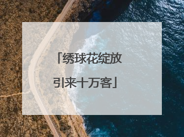 绣球花绽放 引来十万客
