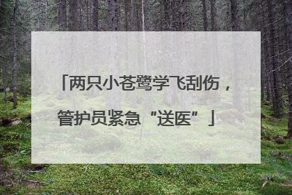 两只小苍鹭学飞刮伤，管护员紧急“送医”