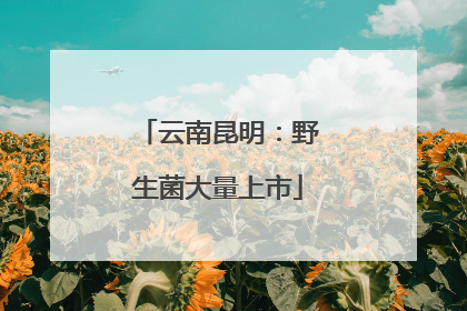 云南昆明：野生菌大量上市