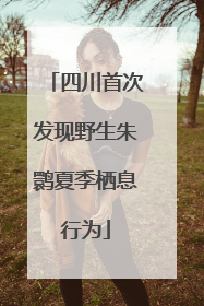 四川首次发现野生朱鹮夏季栖息行为