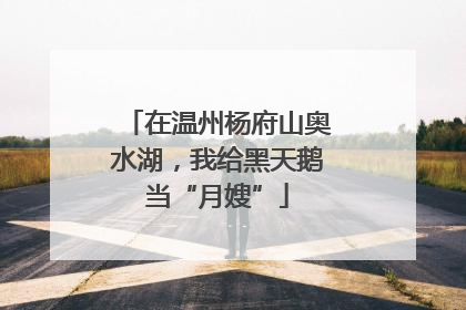 在温州杨府山奥水湖，我给黑天鹅当“月嫂”