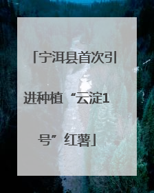 宁洱县首次引进种植“云淀1号”红薯