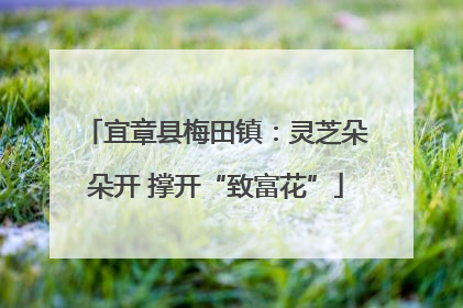 宜章县梅田镇：灵芝朵朵开 撑开“致富花”
