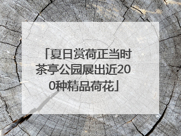 夏日赏荷正当时 茶亭公园展出近200种精品荷花