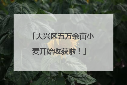 大兴区五万余亩小麦开始收获啦！