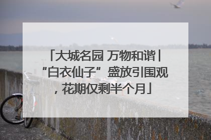 大城名园 万物和谐│“白衣仙子”盛放引围观，花期仅剩半个月