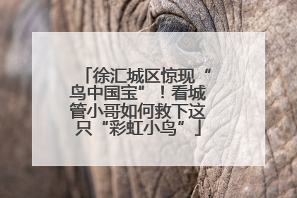 徐汇城区惊现“鸟中国宝”！看城管小哥如何救下这只“彩虹小鸟”