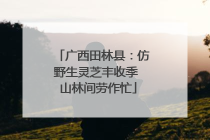 广西田林县：仿野生灵芝丰收季 山林间劳作忙