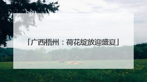 广西梧州：荷花绽放迎盛夏