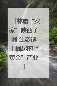林麝“安家”陕西子洲 生态链上崛起的“黄金”产业