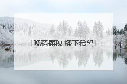 晚稻插秧 播下希望