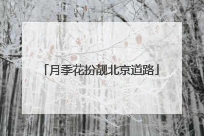 月季花扮靓北京道路