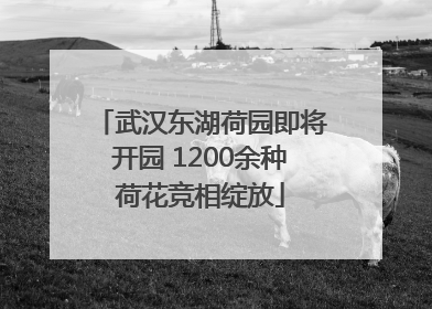 武汉东湖荷园即将开园 1200余种荷花竞相绽放