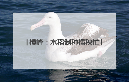 横峰：水稻制种插秧忙