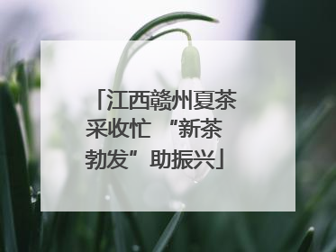 江西赣州夏茶采收忙 “新茶勃发”助振兴