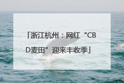 浙江杭州：网红“CBD麦田”迎来丰收季