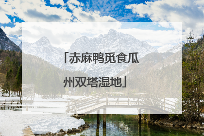 赤麻鸭觅食瓜州双塔湿地