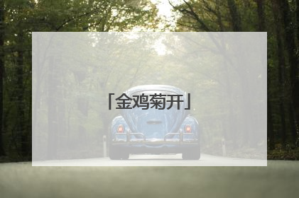 金鸡菊开