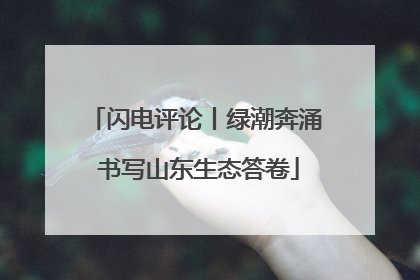 闪电评论丨绿潮奔涌 书写山东生态答卷