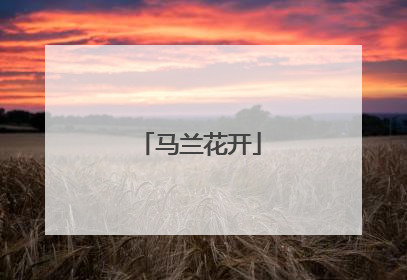 马兰花开