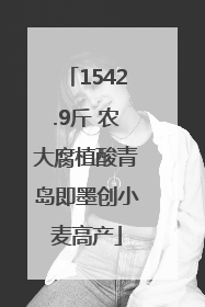 1542.9斤 农大腐植酸青岛即墨创小麦高产