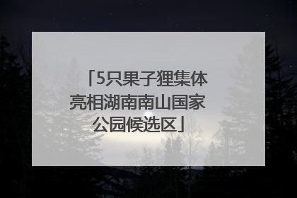 5只果子狸集体亮相湖南南山国家公园候选区
